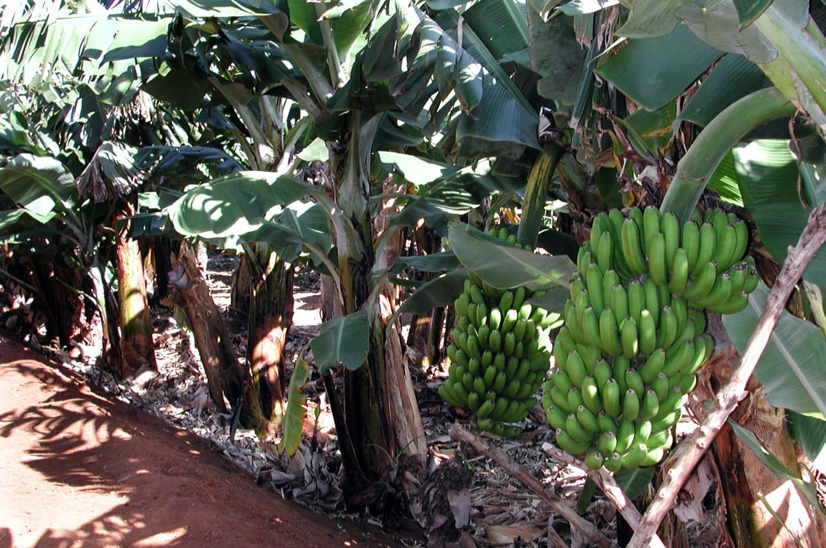 Ecuador eleva el precio mínimo de sustentación de la caja de banano de 6,50 a 6,85 dólares