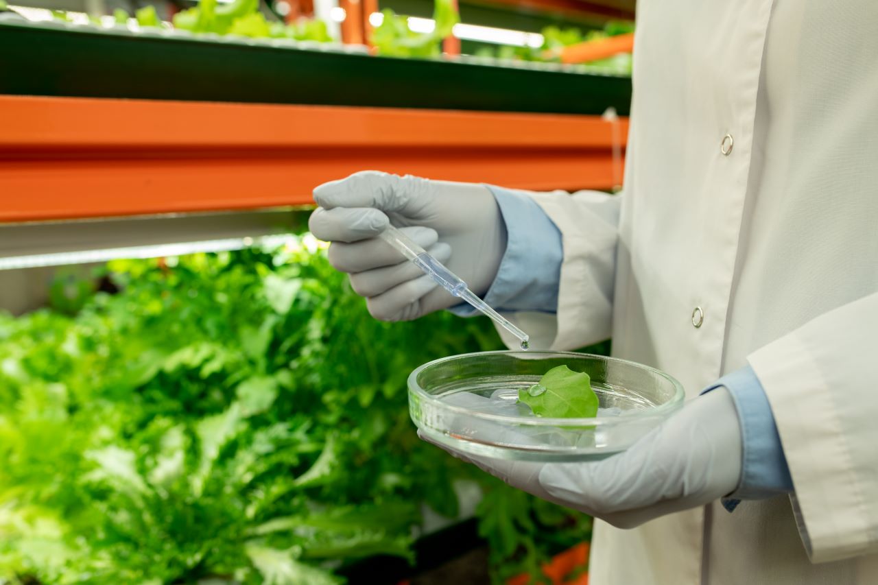 Transgénicos y sostenibilidad: analizando el balance entre producción aumentada y medio ambiente