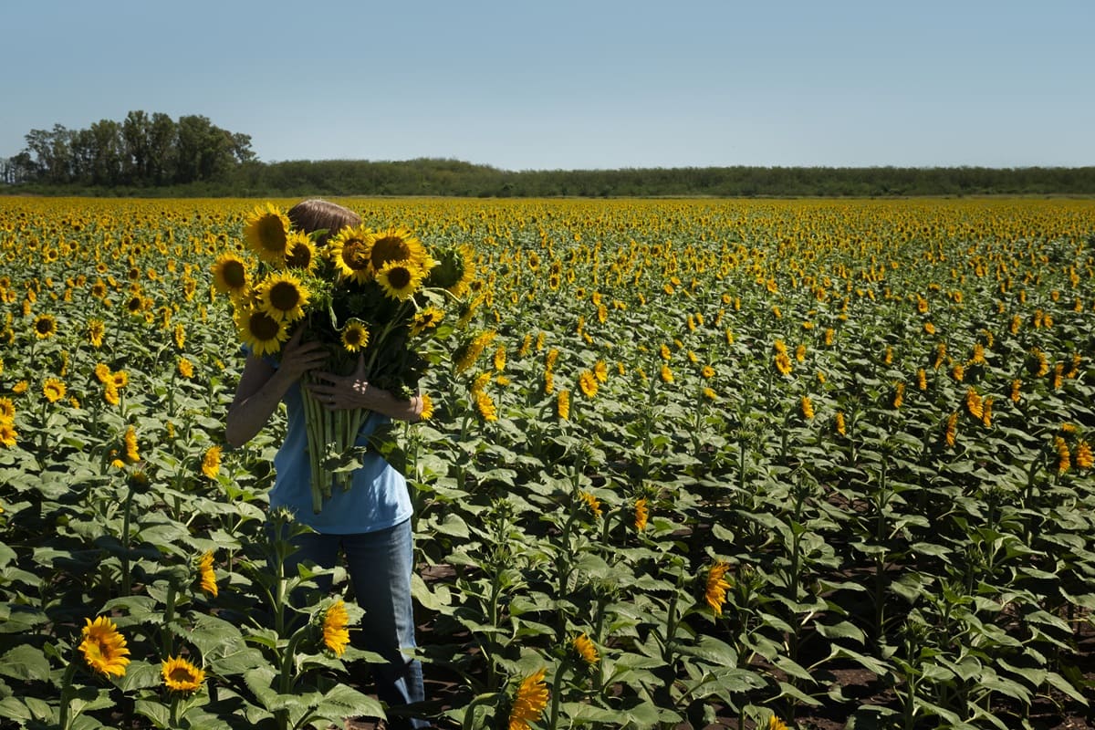 Asociación Española del Girasol (AEG) prevé que la cosecha no será buena