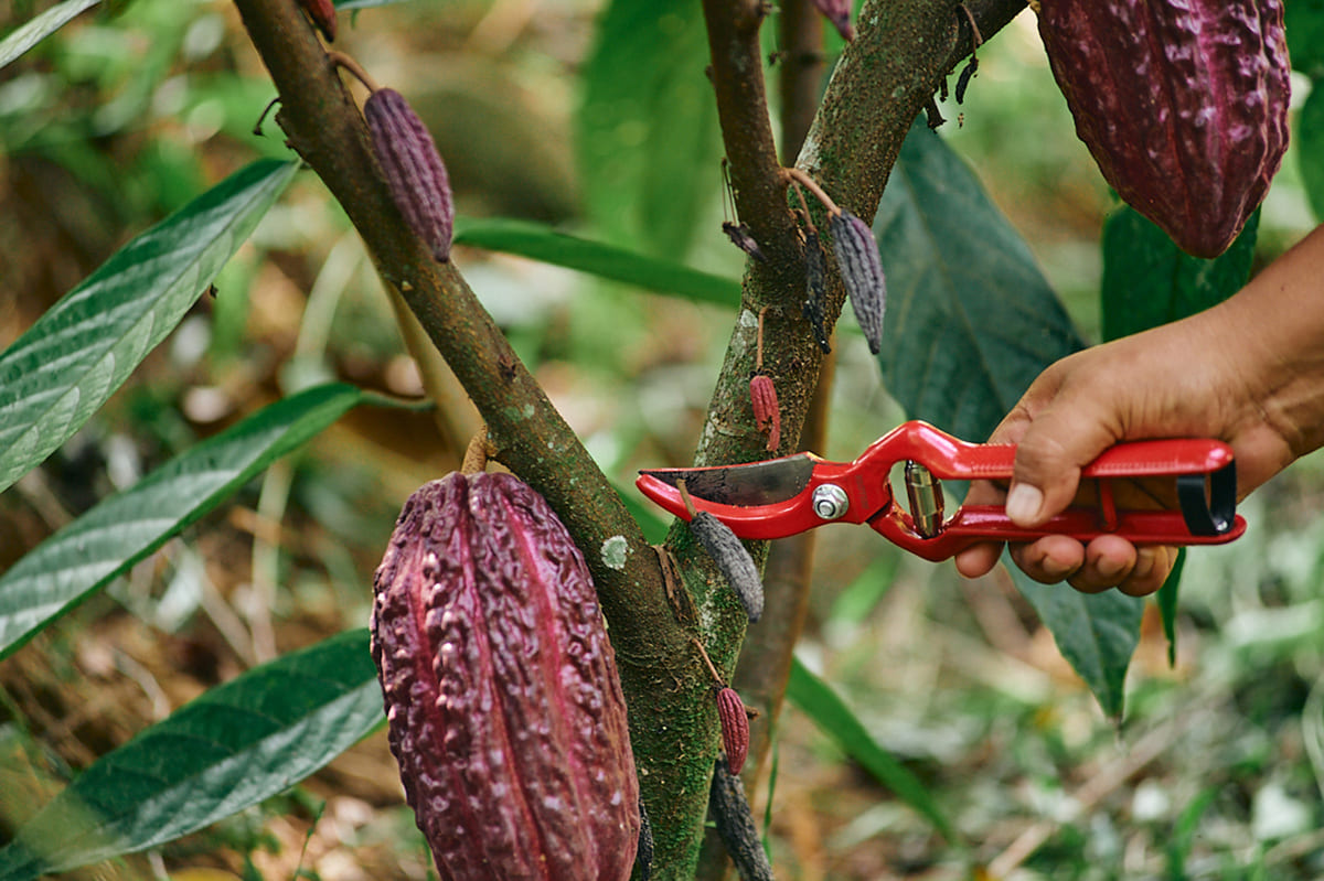 México consume 700 gramos de chocolate per cápita al año, según un informe