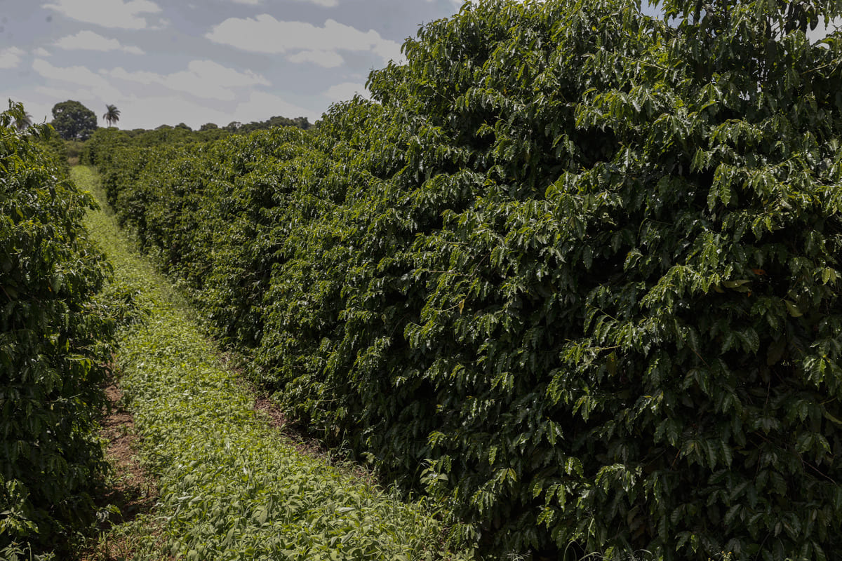 Los caficultores brasileños apuestan por la sostenibilidad frente a la crisis climática