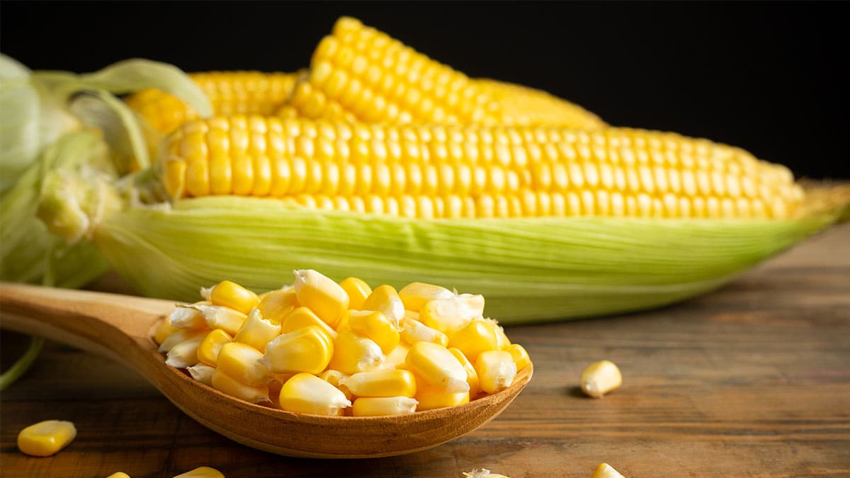 La industria prevé una subida del 28% en las importaciones de maíz amarillo en México