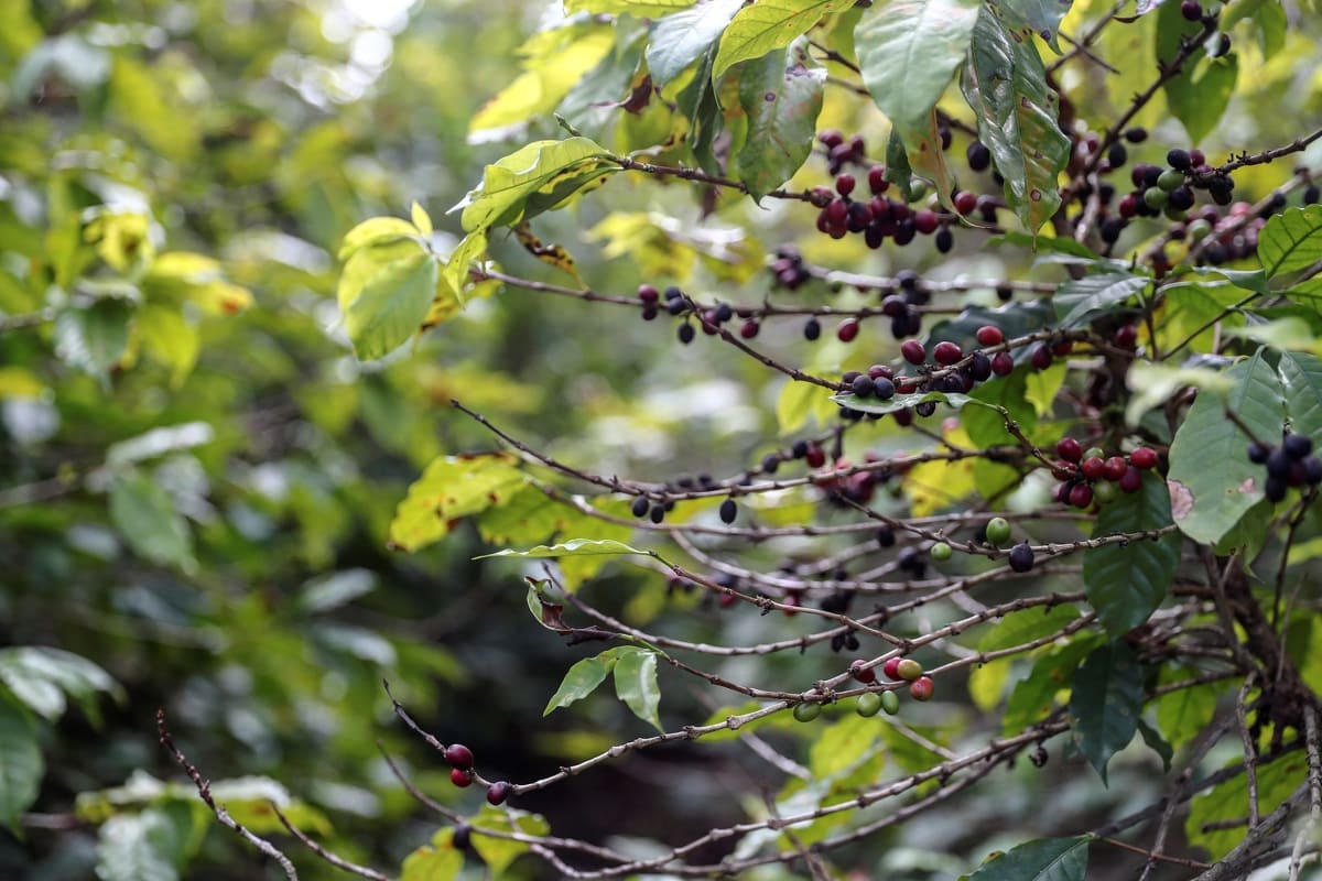La producción brasileña de café creció un 8,2 % en 2023