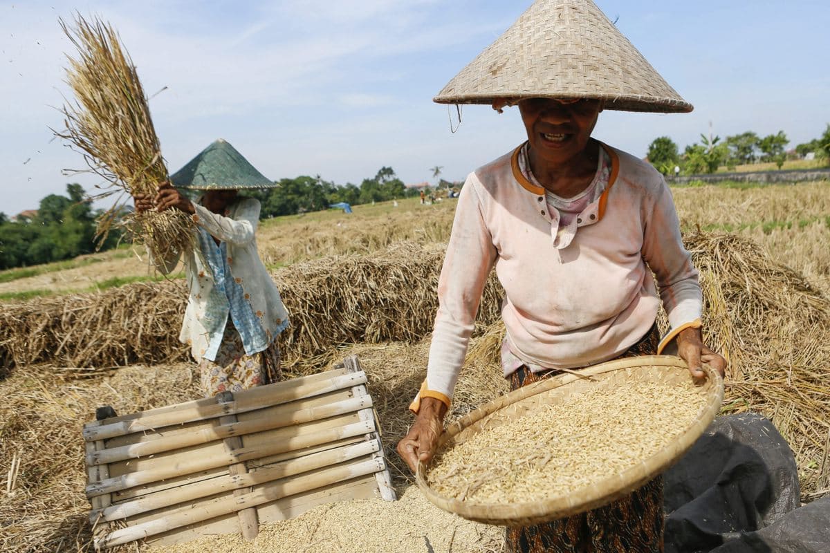 El Ejército indonesio ayuda con la plantación de arroz para paliar efectos de la sequía