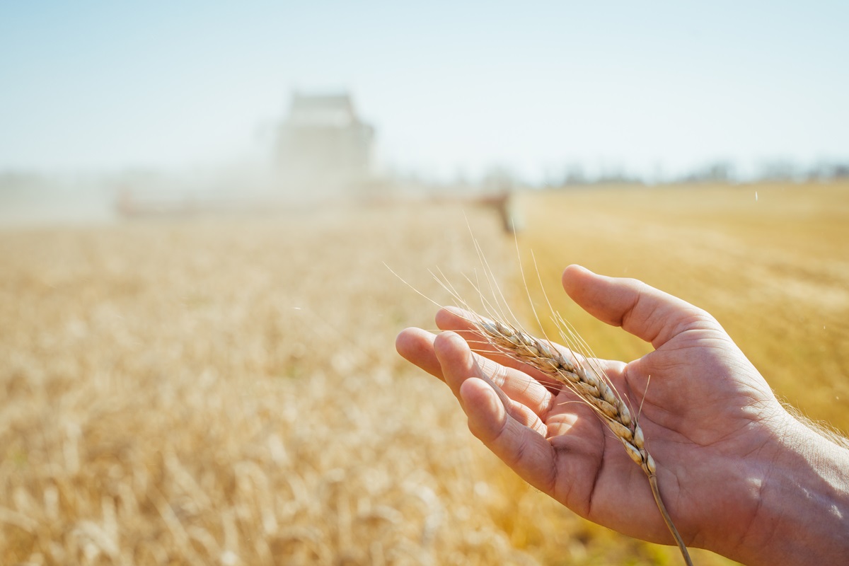 Científicos estudian el impacto del cambio climático en el cultivo de cereales