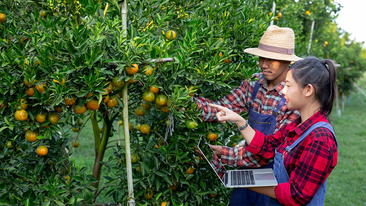 Con inteligencia artificial pueden conocer la madurez y sabor de cítricos