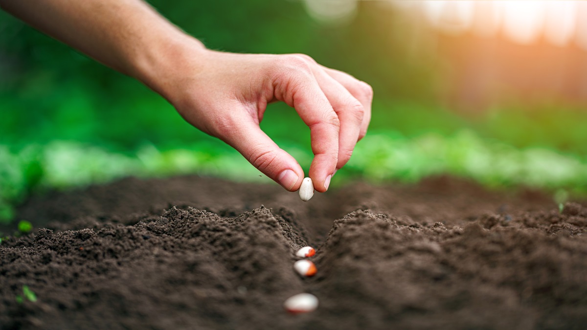Un suelo sano es clave en la producción de alimentos