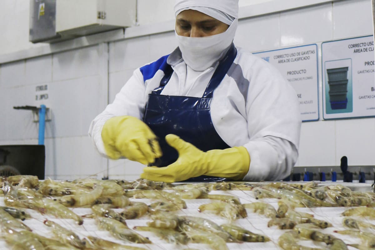 Piratas y extorsionadores "ahogan" a la industria camaronera de Ecuador