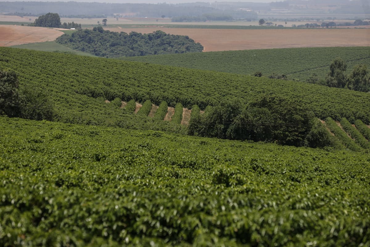 La cosecha brasileña de café subirá 5,5% en 2024 por las mejores condiciones climáticas