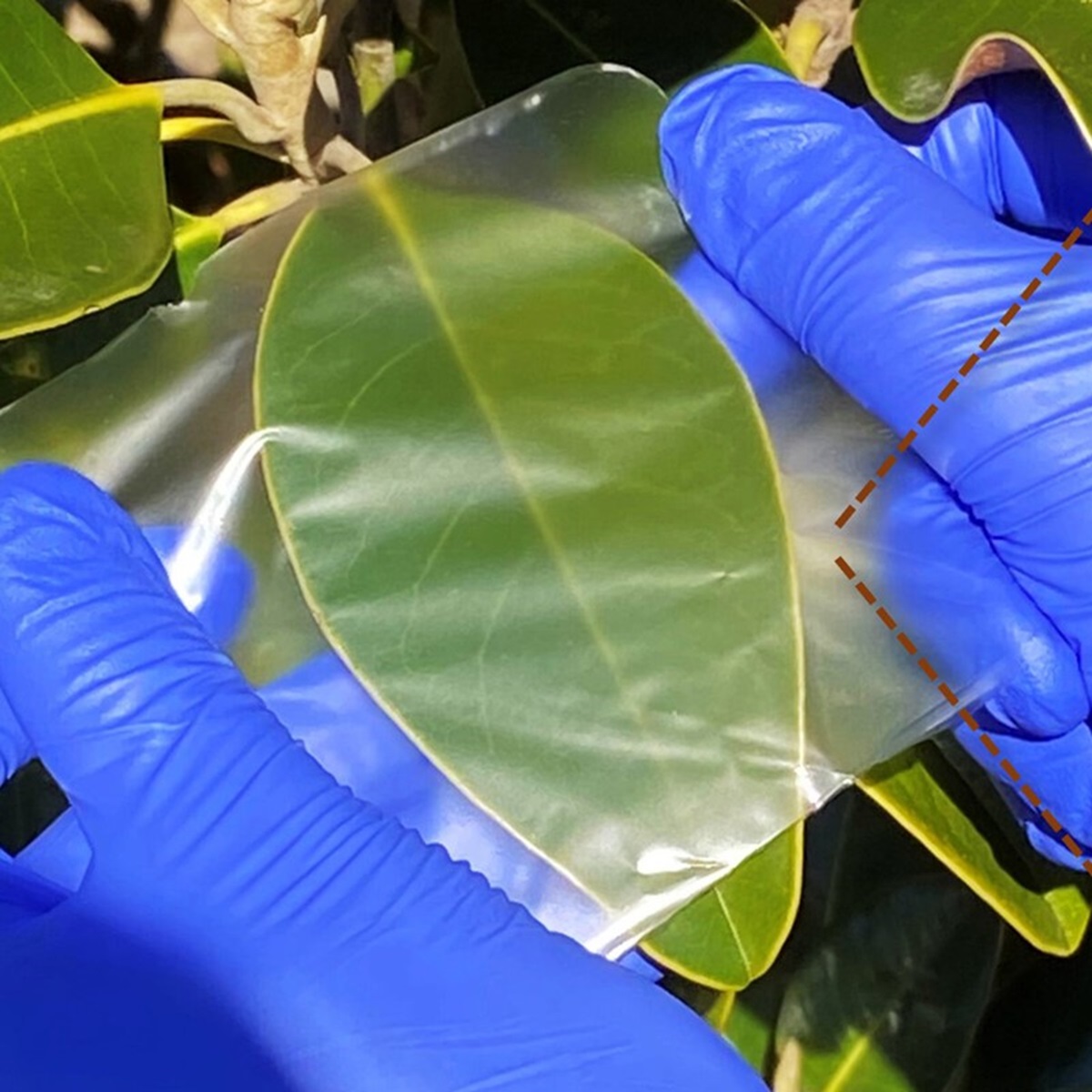 Crean una película de biopolímero a base de algas marinas y crustáceos