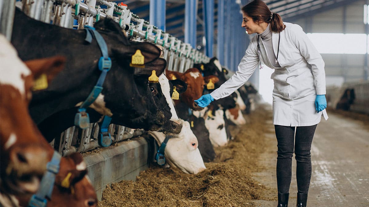 Plataforma de inteligencia artificial muestra el bienestar animal de vacas lecheras