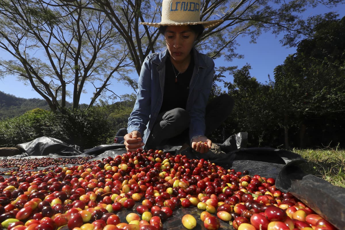 Una hondureña echa mano de la innovación y las buenas prácticas para cosechar un café especial