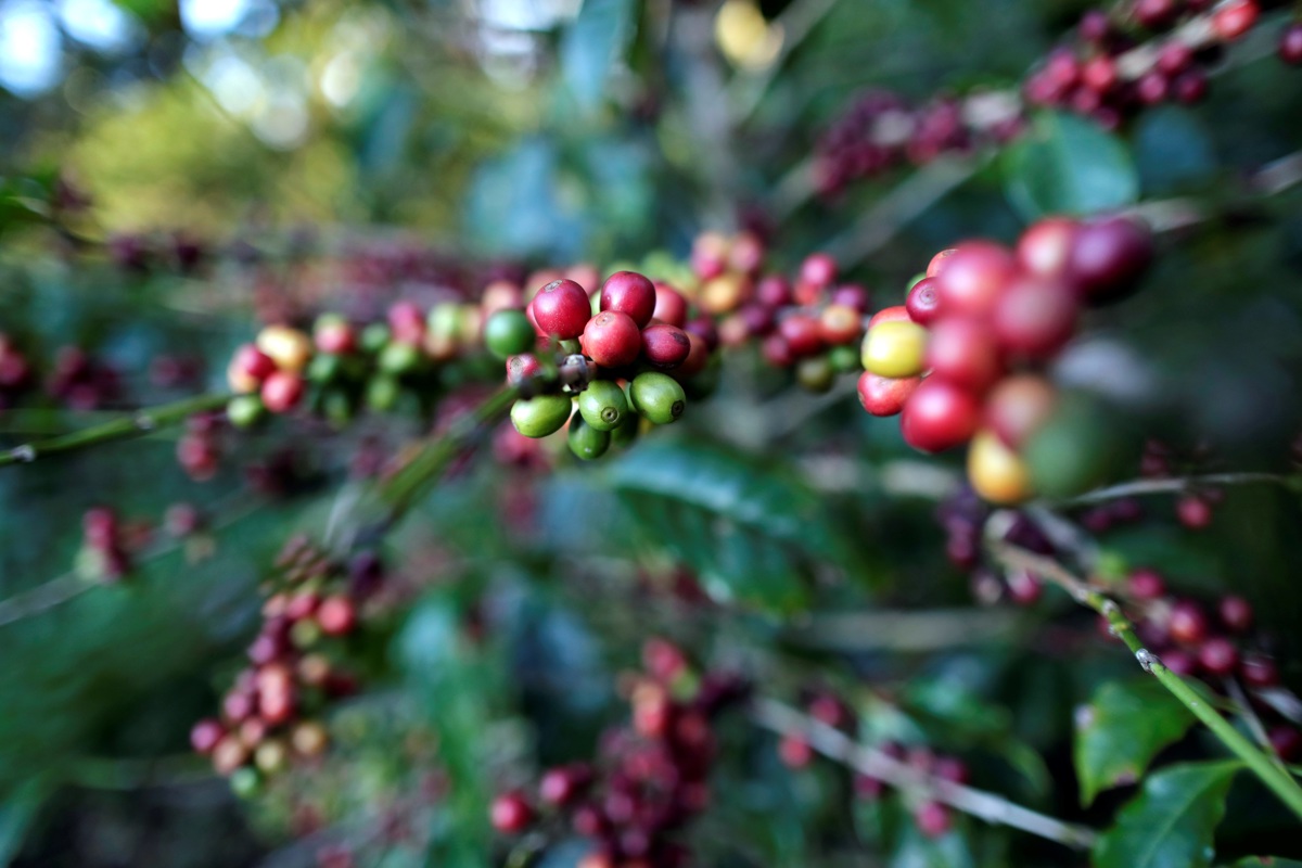 Expertos refutan la afirmación de Petro de que Colombia es el quinto productor de café