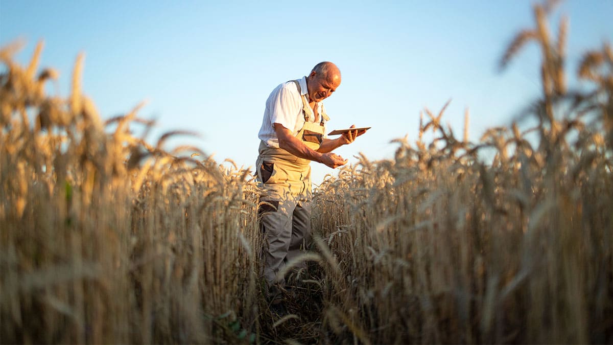 Técnicas de edición genética muestran cómo beneficiar al trigo