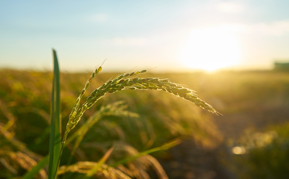 La EFSA investiga el arsénico tóxico en el arroz