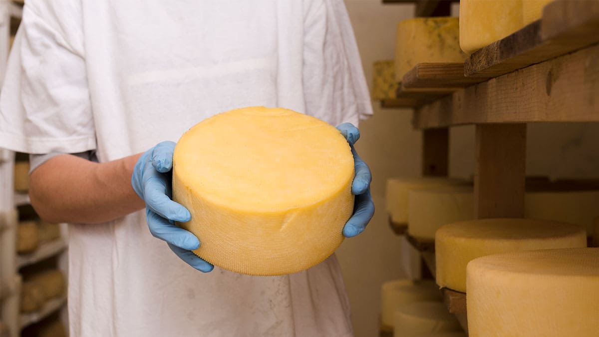 Solución de rendimiento del queso creada con inteligencia artificial revoluciona la industria láctea