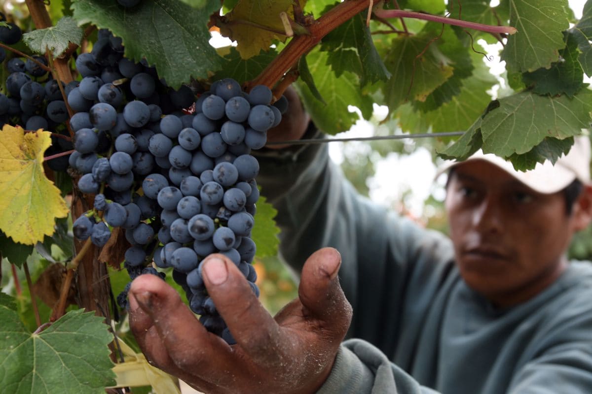 Argentina prevé un alza del 24 % en la cosecha vitivinícola de este año