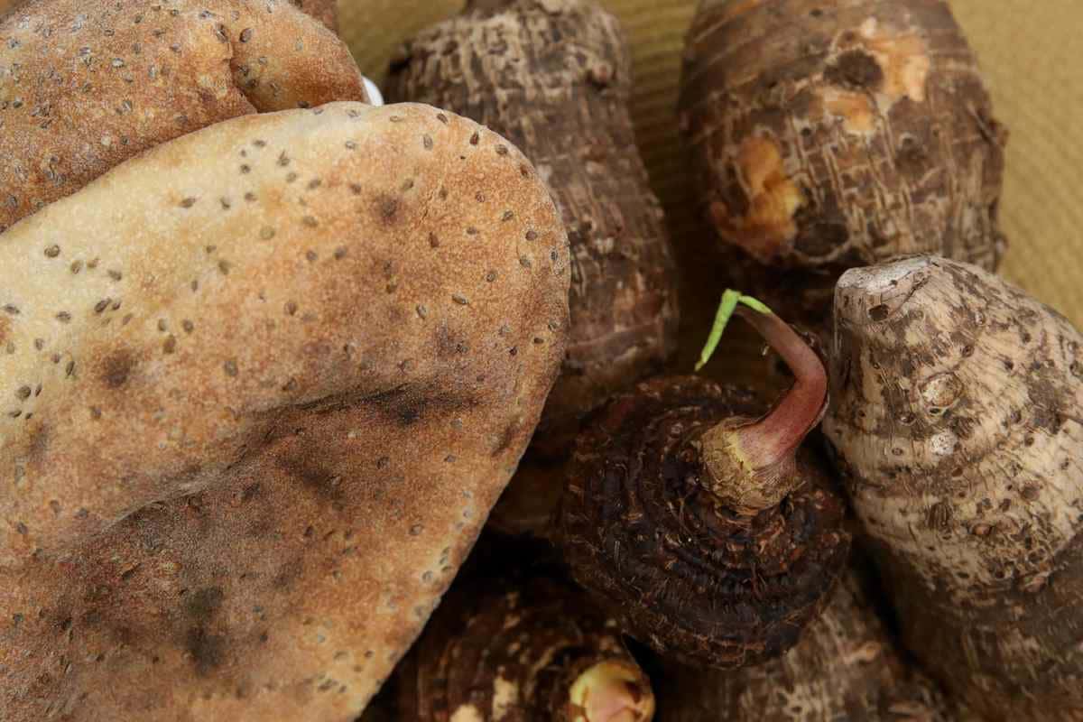 La Pituca, el tubérculo de la selva peruana que quiere llegar a las mesas del mundo