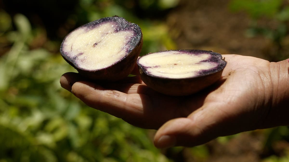 La "guardadora de semillas" que vela por especies nativas en la meca de la papa chilena