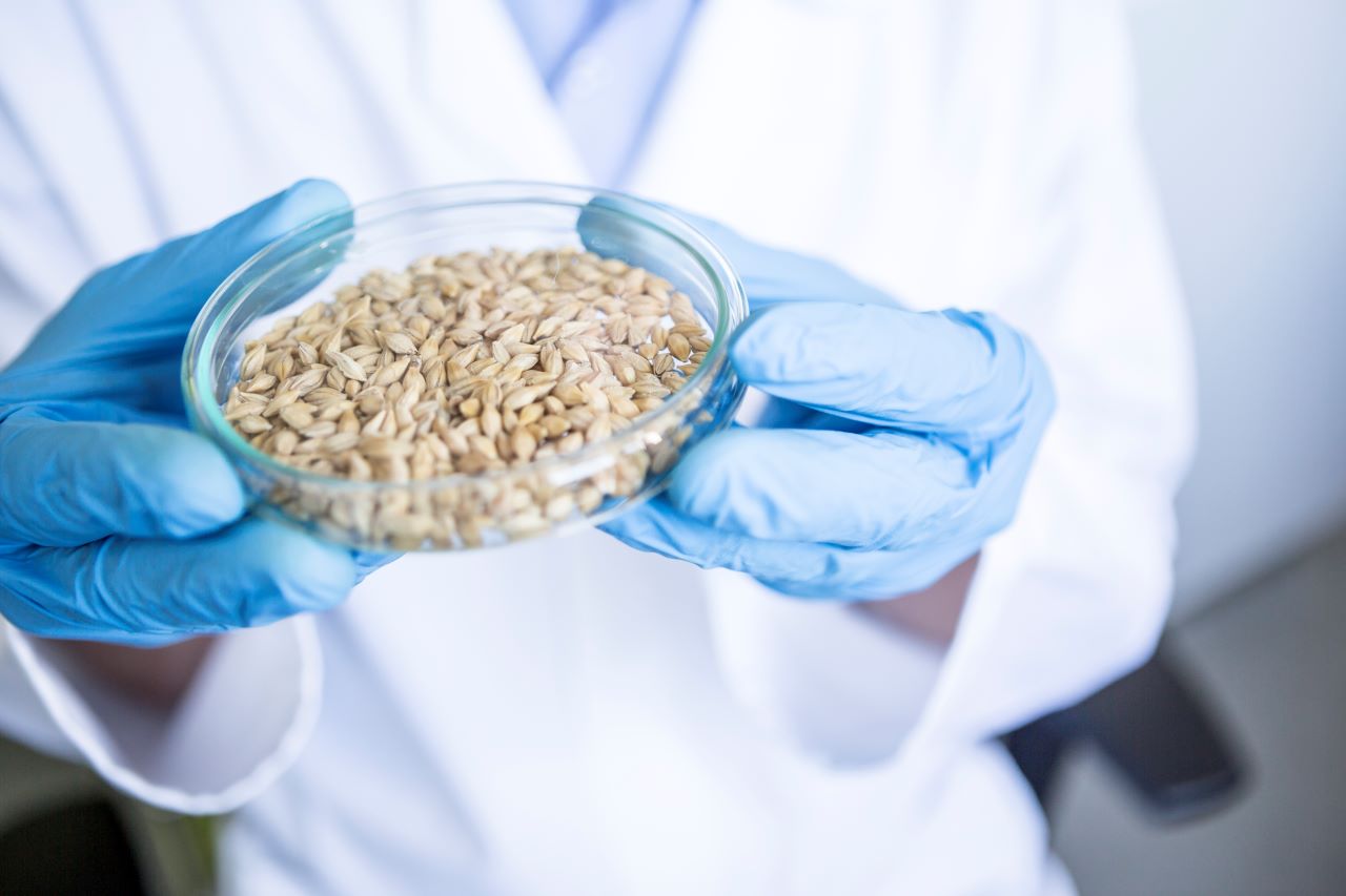 Nuevos desarrollos en la genética de los cereales: Un camino hacia la mejora nutricional