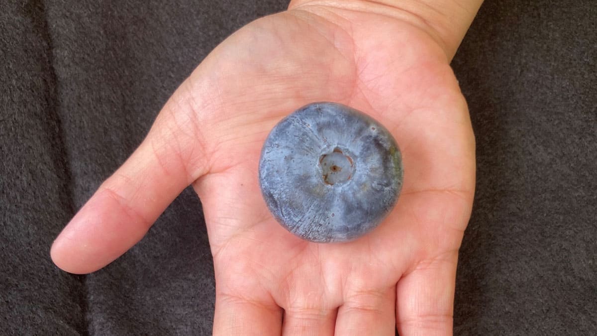 Australia cultiva el arándano más pesado del mundo, más de diez veces su peso habitual