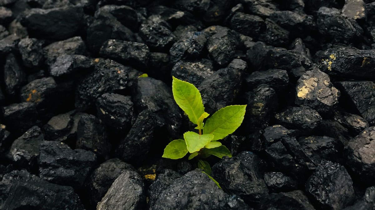 Biochar como aliado de la agricultura regenerativa