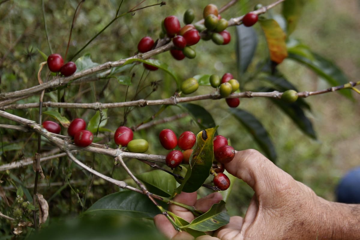 Impacto de la tecnología de purificación en la calidad del café exportado desde Latinoamérica