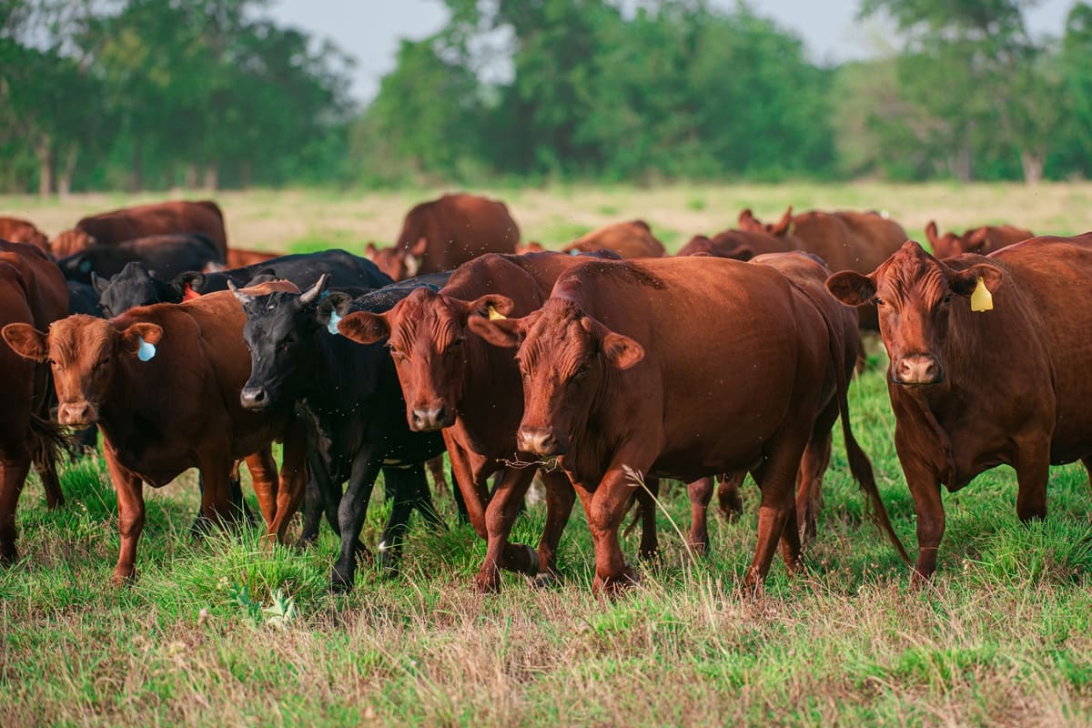México es el sexto productor de carne de bovino a nivel global