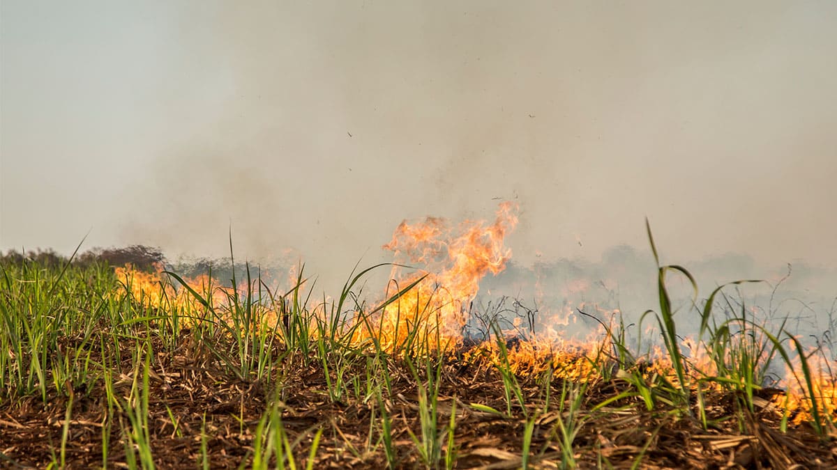 La ganadería industrial es factor de incendios forestales