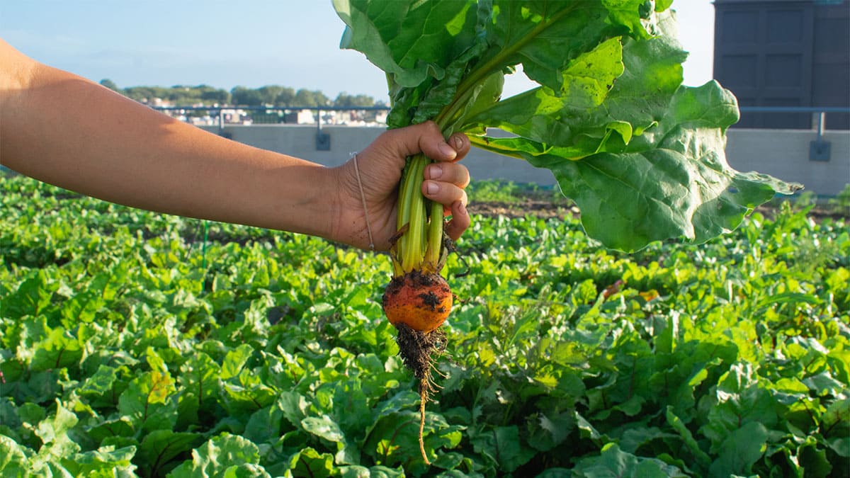 Europa se enfoca en el cultivo de legumbres y leguminosas