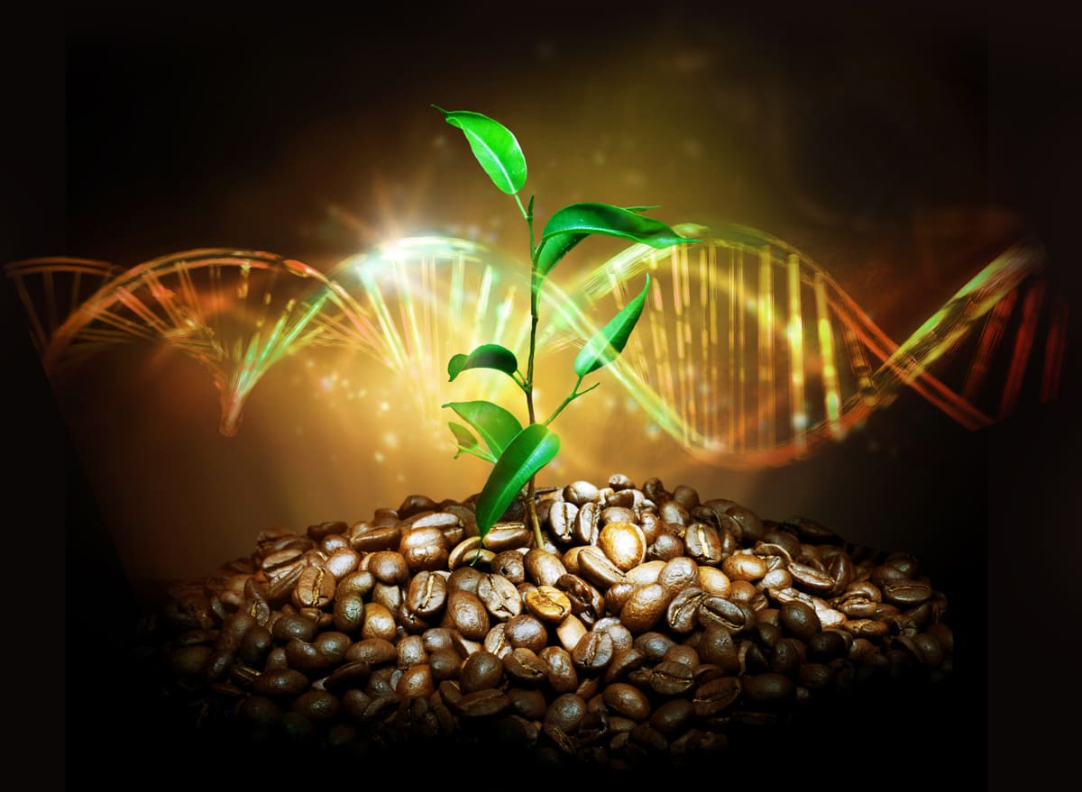 Obtienen el genoma de referencia de más calidad del café Arábica, el más popular del mundo