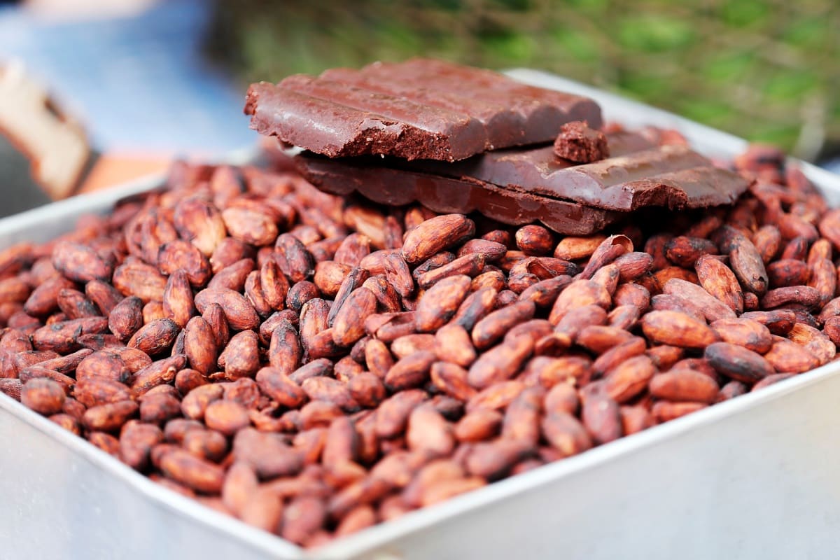 El auge del cacao en América Latina: oportunidades y desafíos en un mercado en evolución
