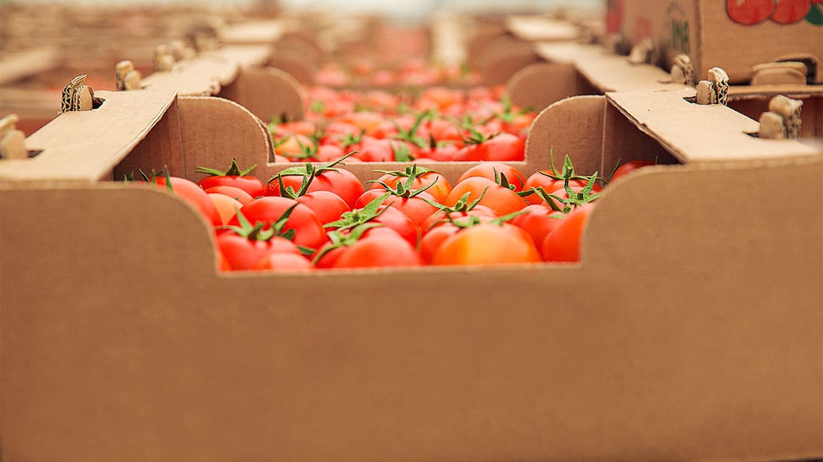 Suben un 8,3% las exportaciones agroalimentarias y pesqueras de España a Marruecos en 2023