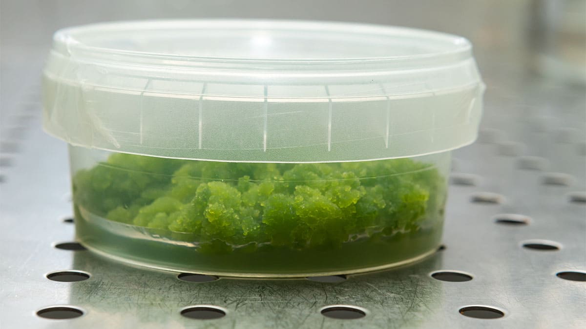 Los polímeros a base de algas son una alternativa biodegradable