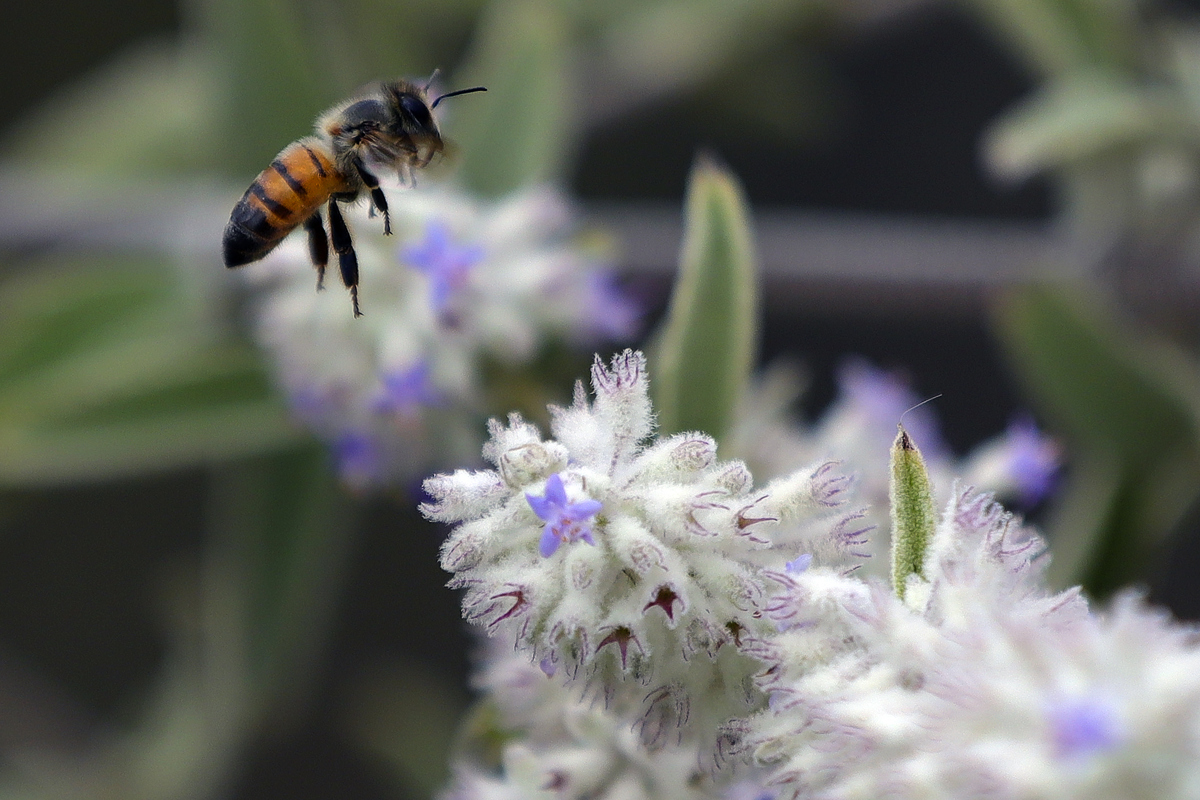 Proyecto mejora la biodiversidad de 52.308 hectáreas del sector agrícola en Latinoamérica