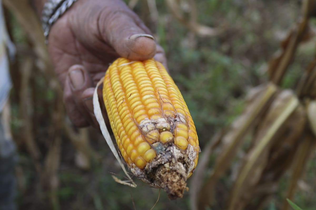 FAO pide un cambio en la narrativa: hay que "nutrir" a la gente, no llenarles el estómago
