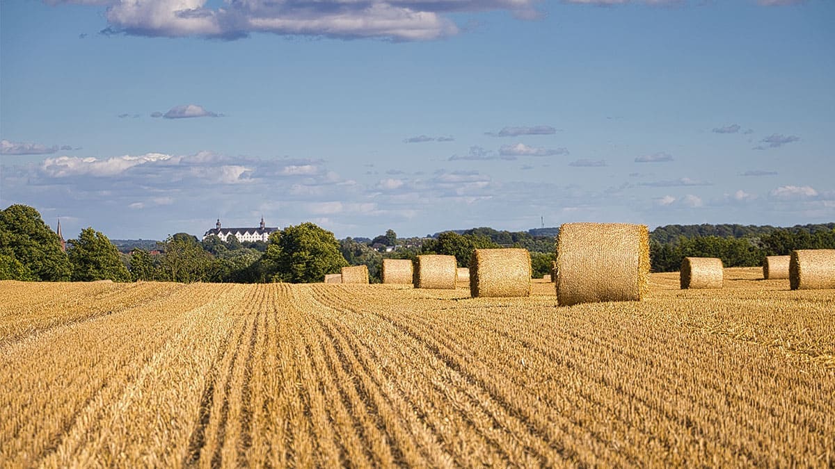 Argentina elimina los techos a la exportación de trigo y maíz