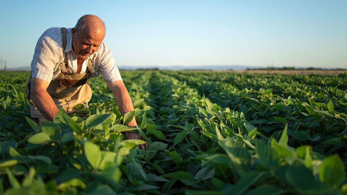 El primer mes de cosecha de soja en Argentina cierra abril con un retraso histórico
