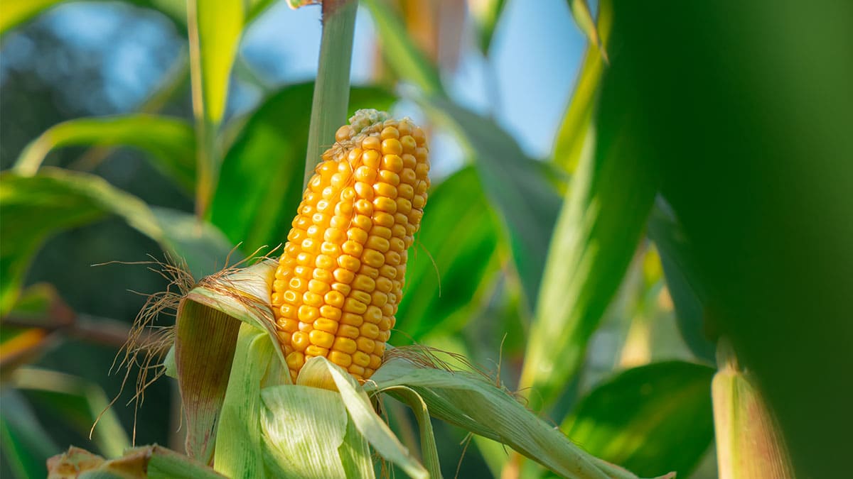 La 'chicharrita' en Argentina recorta producción de maíz en 11,4 millones de toneladas