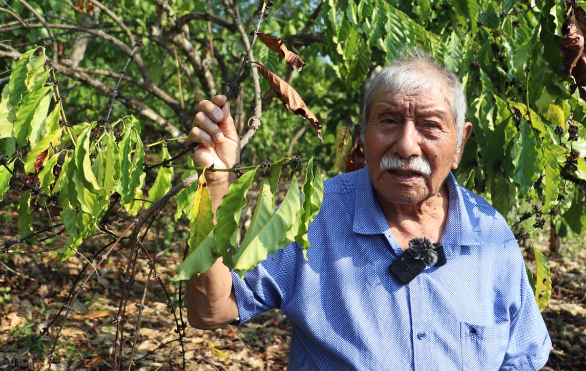 La sequía pone en riesgo al 90% de los cultivos de café en la frontera sur de México
