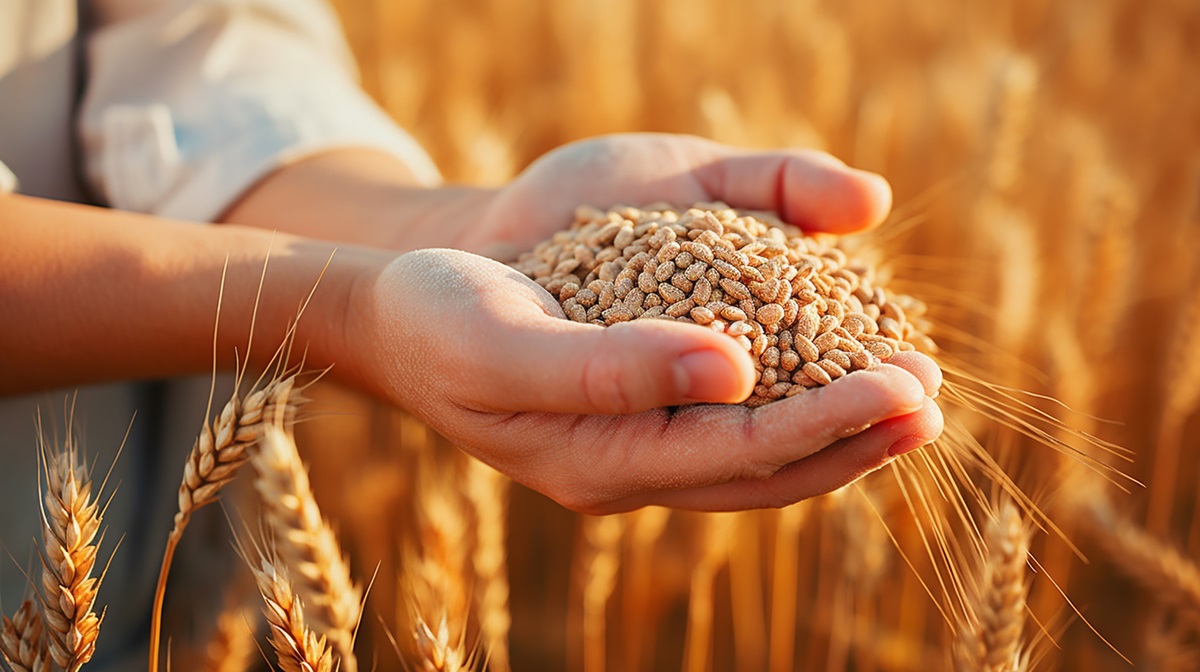 Analizan las propiedades de los granos de cereales y su contenido de humedad