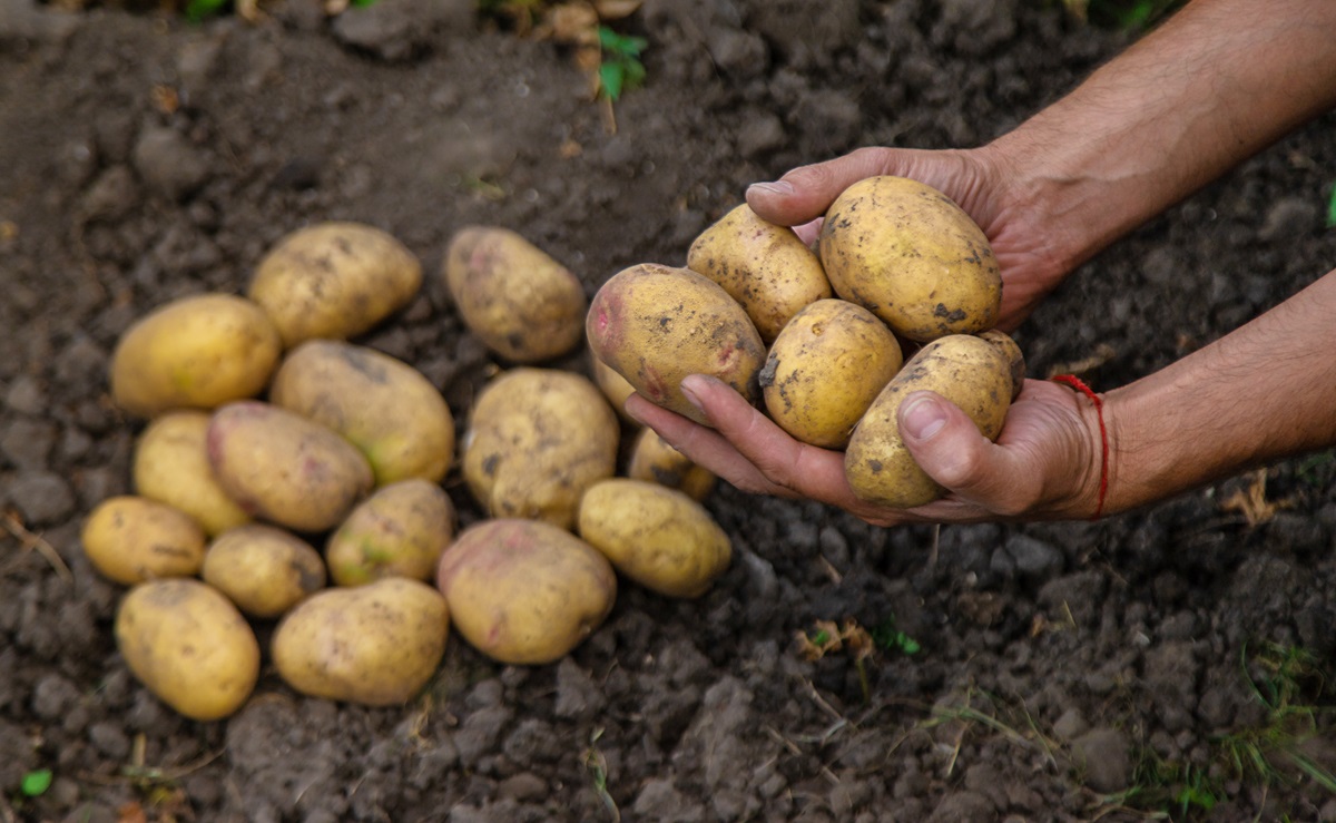 La producción de papa cae en Perú por su vulnerabilidad frente a factores climáticos