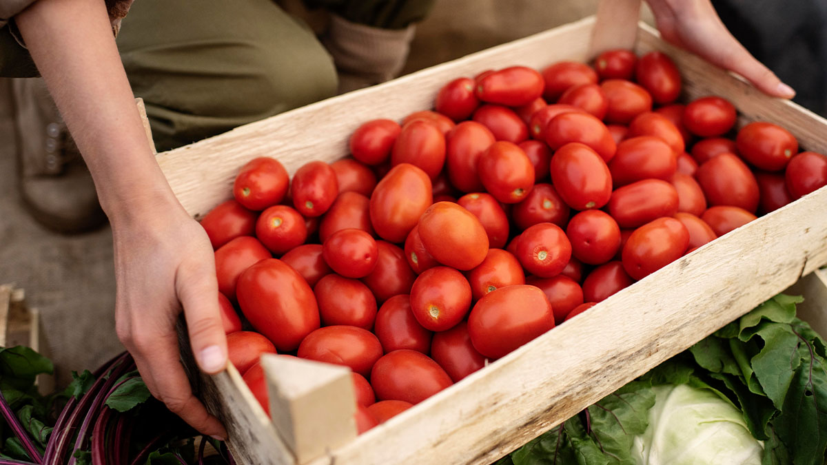 El tomate alcanza precio récord en Paraguay debido al contrabando y la baja oferta