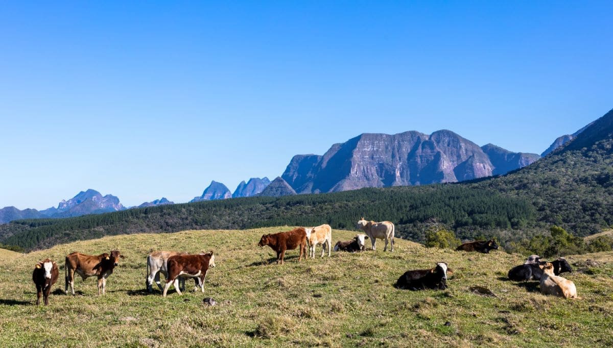La historia de la industria láctea en Argentina: desde las vacas gauchas a los gigantes lecheros