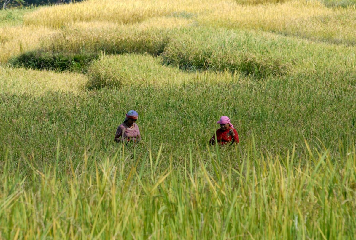 Agencias de la ONU animan a financiar los sistemas agrolimentarios de países vulnerables