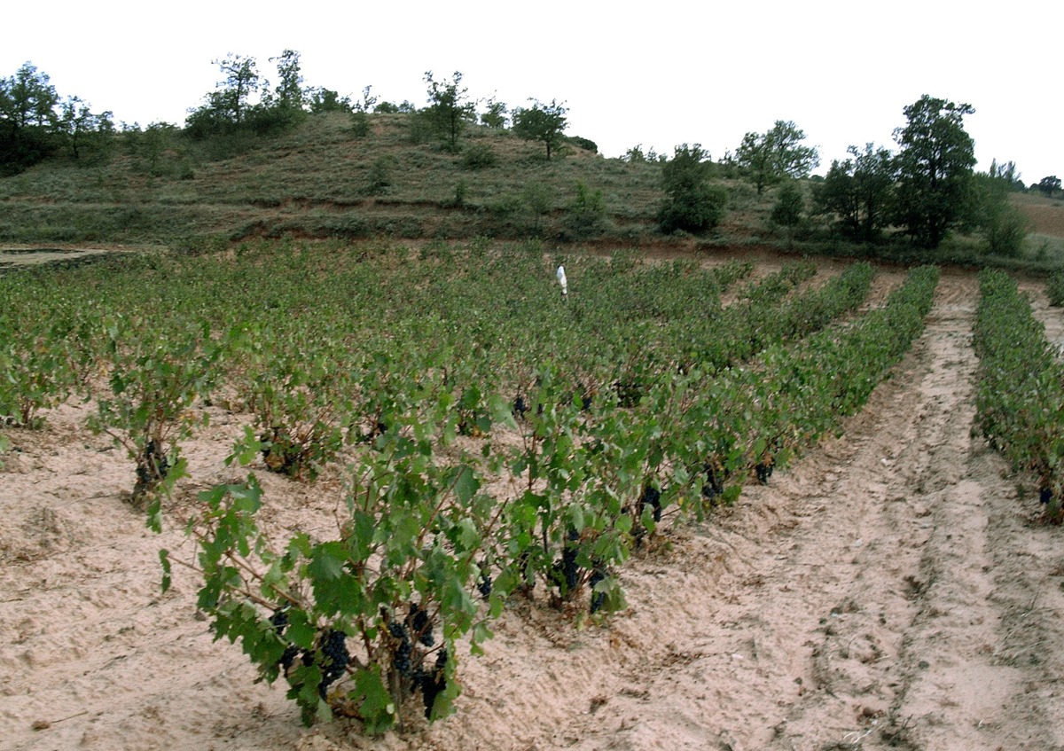 Expertos debaten en Londres cómo el vino puede contribuir en lucha contra crisis climática