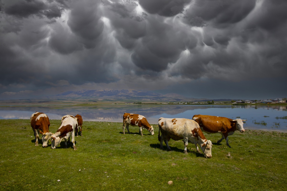 Ganadería sostenible: cómo mitigar las emisiones de gases de efecto invernadero y eliminar el cambio climático