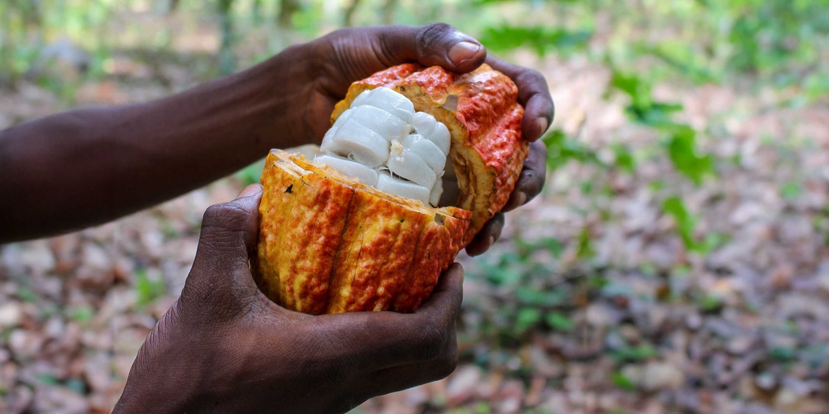 Científicos suizos desarrollan chocolate que aprovecha el potencial del fruto del cacao