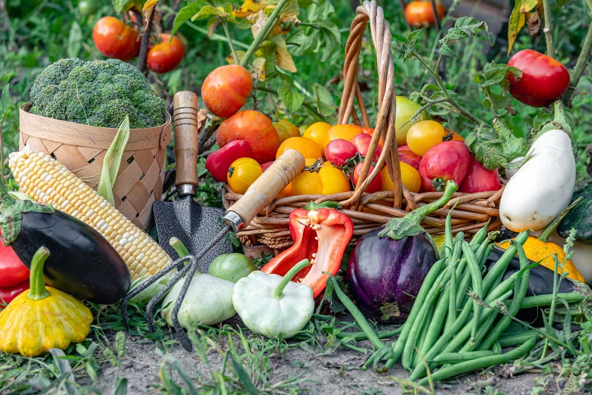 Gastronomía sostenible, un banquete para el futuro