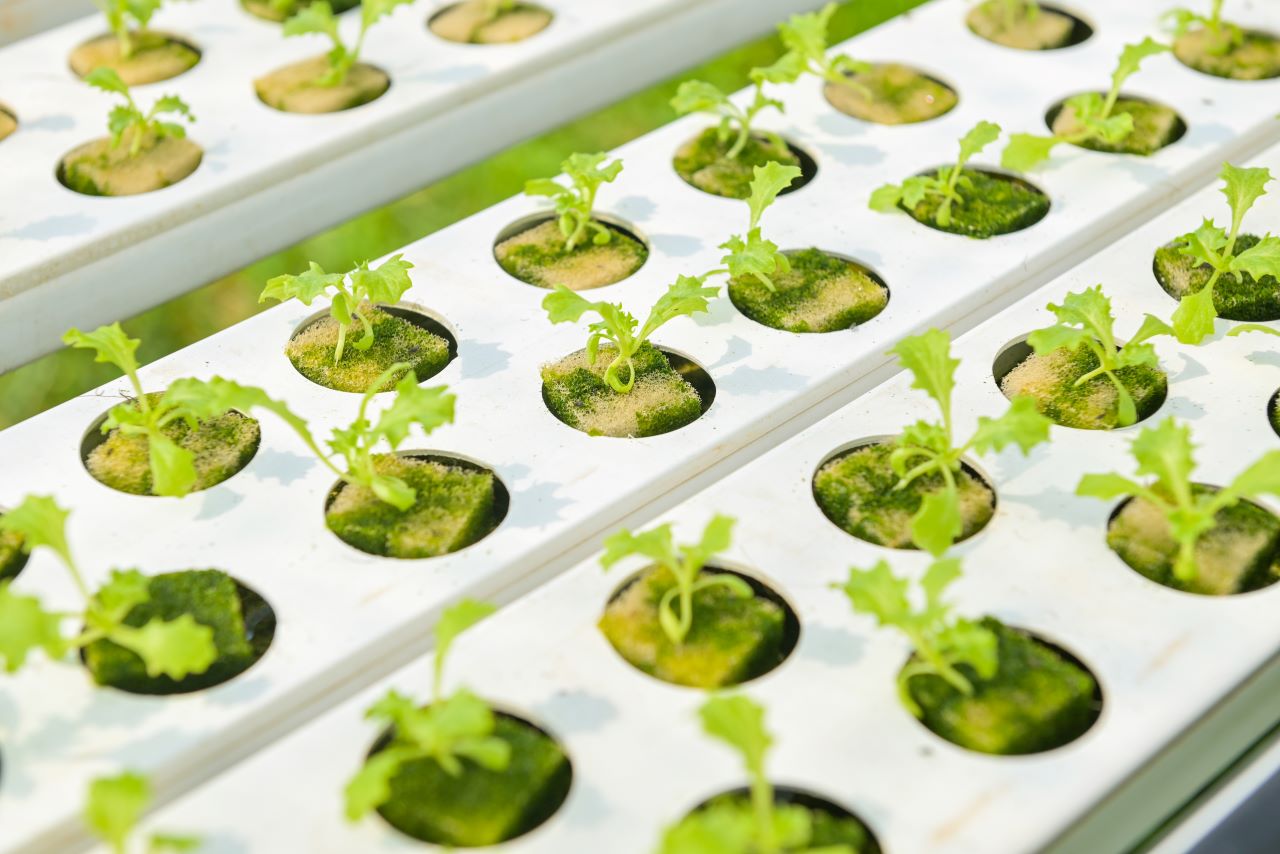 Desarrollos recientes en la biofortificación de cultivos con Vitamina A